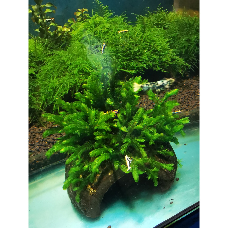 WILLOW GIGANTEA RARE AQUARIUM MOSS ON THE HALF OF COCONUT SHELL