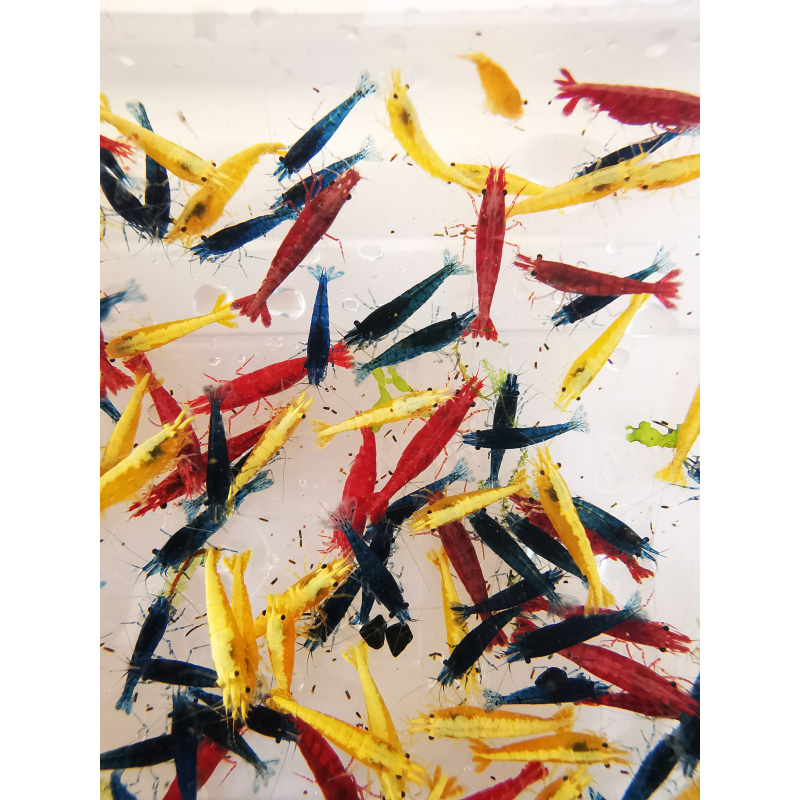 10 X NEOCARIDINA SHRIMP MIX OF COLORS Freshwater aquarium shrimp Size approx 1.5 - 2.0 PLUS 2 EXTRA (DOA)