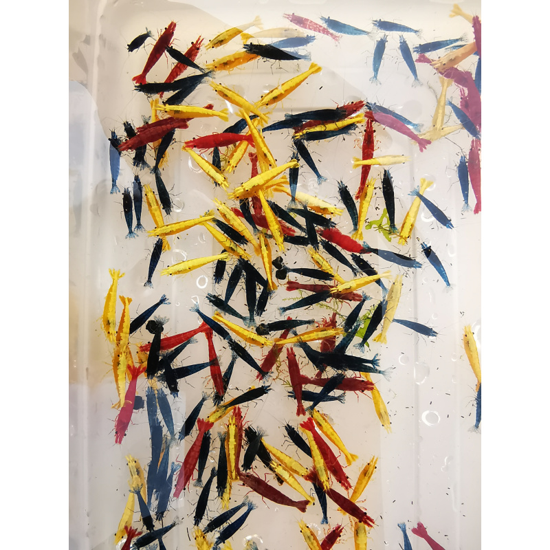 10 X NEOCARIDINA SHRIMP MIX OF COLORS Freshwater aquarium shrimp Size approx 1.5 - 2.0 PLUS 2 EXTRA (DOA)