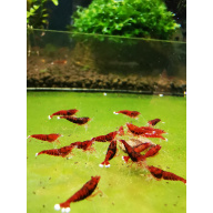 10 X CARIDINA RED / RUBY KING KONG EXTREME Freshwater aquarium shrimp - Size approx 1 CM - PLUS 2 EXTRA (DOA)