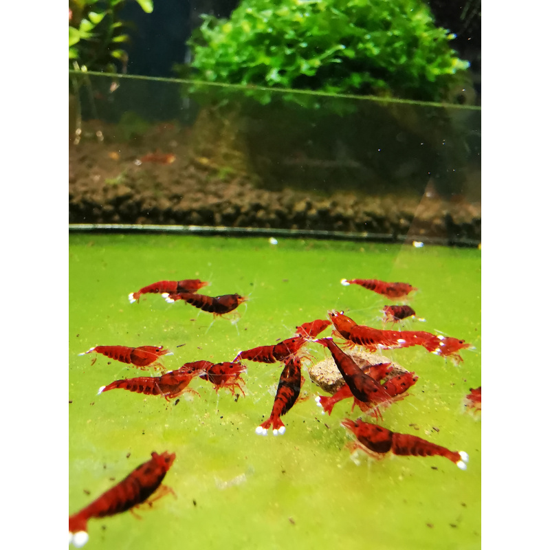 10 X CARIDINA RED / RUBY KING KONG EXTREME Freshwater aquarium shrimp - Size approx 1 CM - PLUS 2 EXTRA (DOA)