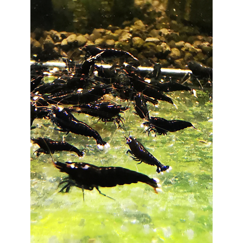 10 X CARIDINA BLACK KING KONG EXTREME Freshwater aquarium shrimp Size approx 1 CM - PLUS 2 EXTRA (DOA)