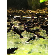 10 X CARIDINA BLACK KING KONG EXTREME Freshwater aquarium shrimp Size approx 1 CM - PLUS 2 EXTRA (DOA)