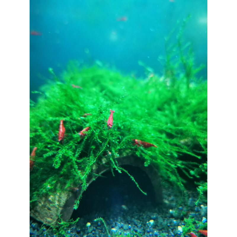 QUEEN MOSS BEAUTIFUL RARE AQUARIUM MOSS ON THE HALF OF COCONUT SHELL