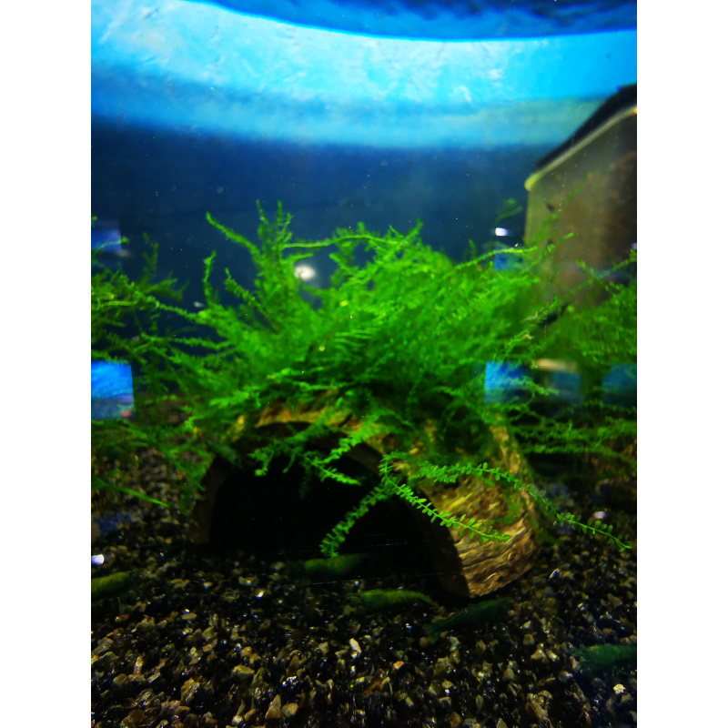 QUEEN MOSS BEAUTIFUL RARE AQUARIUM MOSS ON THE HALF OF COCONUT SHELL
