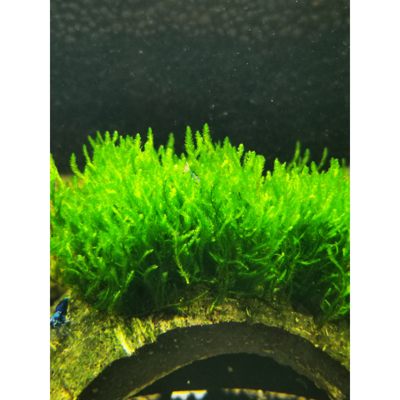 FLAME MOSS BEAUTIFUL AQUARIUM MOSS ON THE HALF OF COCONUT SHELL