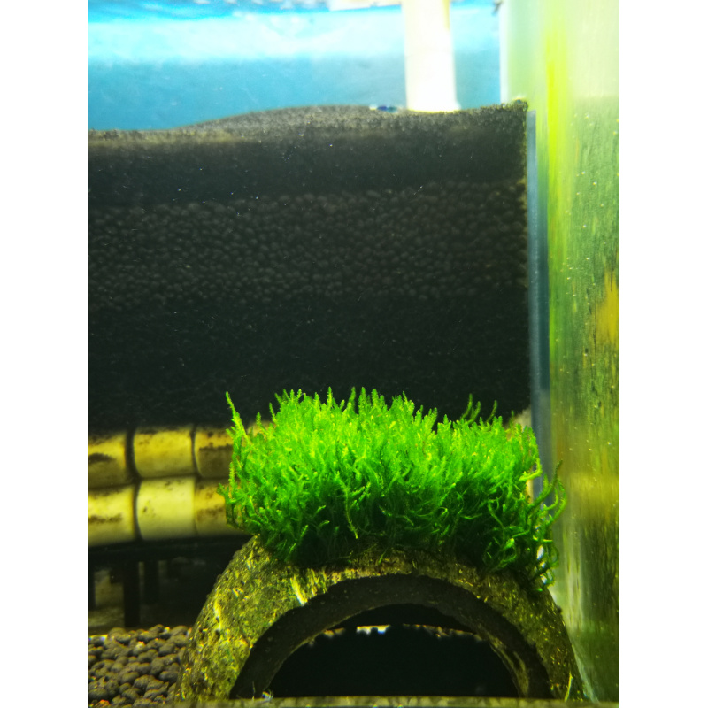 FLAME MOSS BEAUTIFUL AQUARIUM MOSS ON THE HALF OF COCONUT SHELL