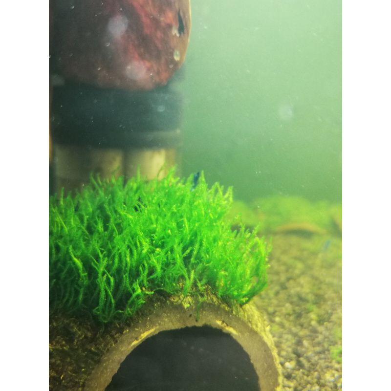 FLAME MOSS BEAUTIFUL AQUARIUM MOSS ON THE HALF OF COCONUT SHELL