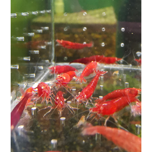 5x NEOCARIDINA RED ORANGE EYE ADULT – Approx 2cm