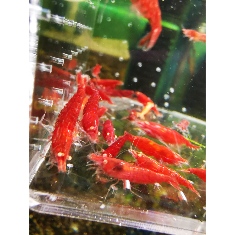5x NEOCARIDINA RED ORANGE EYE ADULT – Approx 2cm