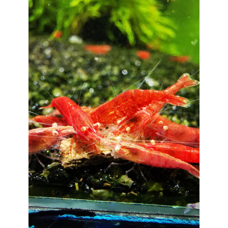 5x NEOCARIDINA RED ORANGE EYE ADULT – Approx 2cm