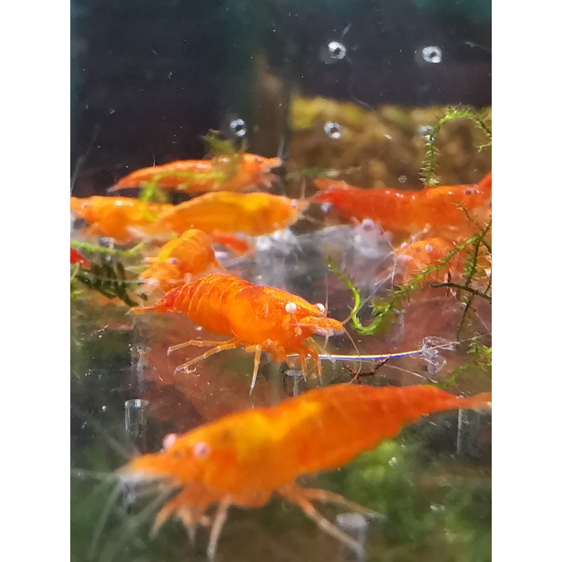 5x ORANGE NEOCARIDINA ORANGE EYE ADULT – Approx 2cm