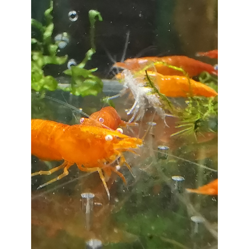 5x ORANGE NEOCARIDINA ORANGE EYE ADULT – Approx 2cm