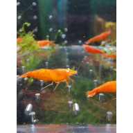 5x ORANGE NEOCARIDINA ORANGE EYE ADULT – Approx 2cm