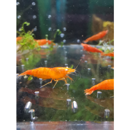 5x ORANGE NEOCARIDINA ORANGE EYE ADULT – Approx 2cm
