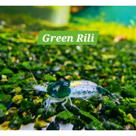 10x GREEN RILI NEOCARIDINA SHRIMP – 1.5–2.0 CM (BREEDING SIZE) + 2 EXTRA (DOA POLICY)