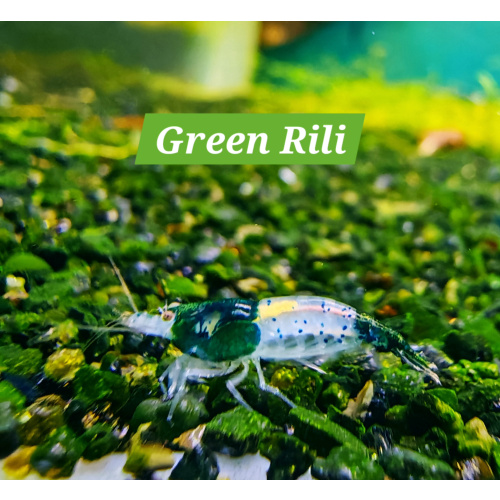 10x GREEN RILI NEOCARIDINA SHRIMP – 1.5–2.0 CM (BREEDING SIZE) + 2 EXTRA (DOA POLICY)