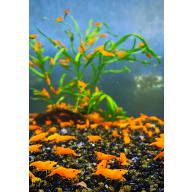5 X ORANGE PUMPKIN HIGH GRADE Neocaridina Freshwater aquarium shrimp Size approx 1.5 - 2.0 CM
