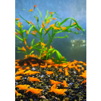 10 X ORANGE PUMPKIN HIGH GRADE Neocaridina Freshwater aquarium shrimp Size approx 1.5 - 2.0 CM