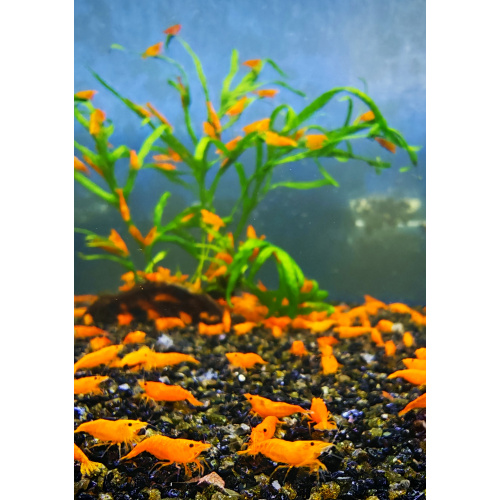 5 X ORANGE PUMPKIN HIGH GRADE Neocaridina Freshwater aquarium shrimp Size approx 1.5 - 2.0 CM