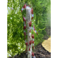 Red Rili  neocaridina shrimp x20