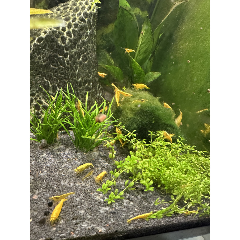 10x juvenile yellow golden back shrimp