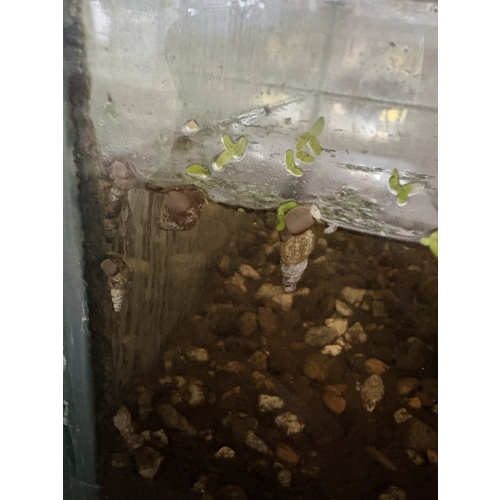 50 Trumpet Snails, Various Sizes