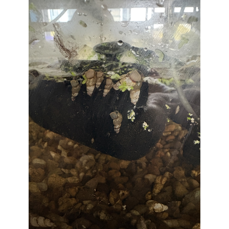 50 Trumpet Snails, Various Sizes