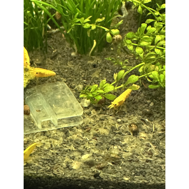 10x juvenile yellow golden back shrimp