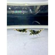 Galaxy Tiger - Hornet Genetics