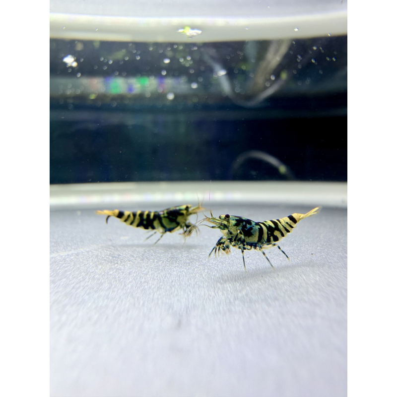 Galaxy Tiger - Hornet Genetics