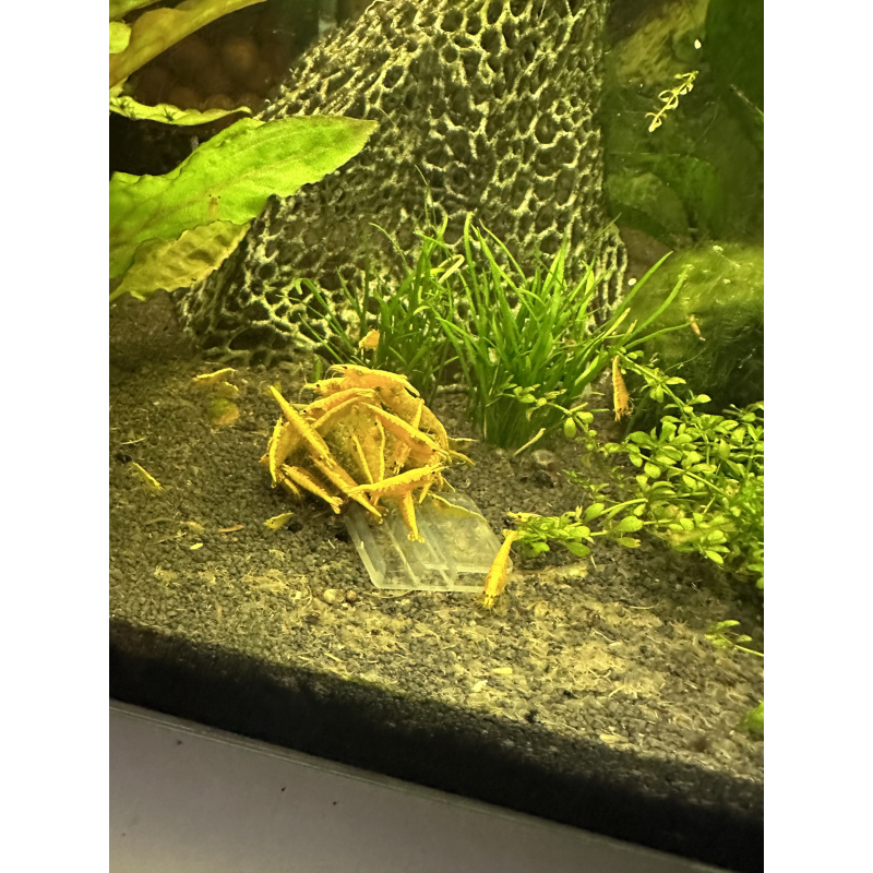 10x juvenile yellow golden back shrimp