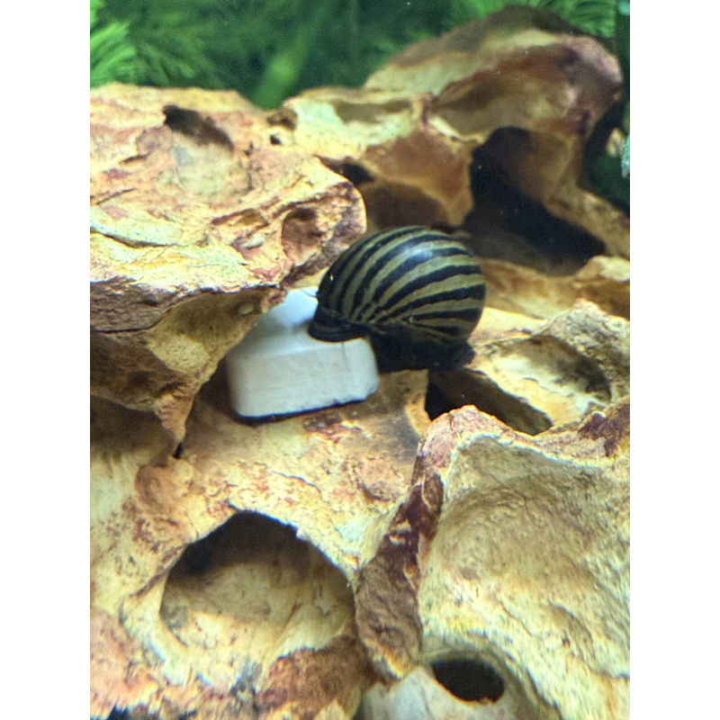 4x zebra Nerite snails