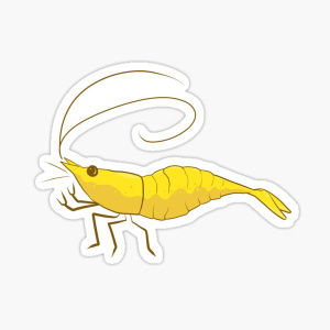 GoldenBackShrimps