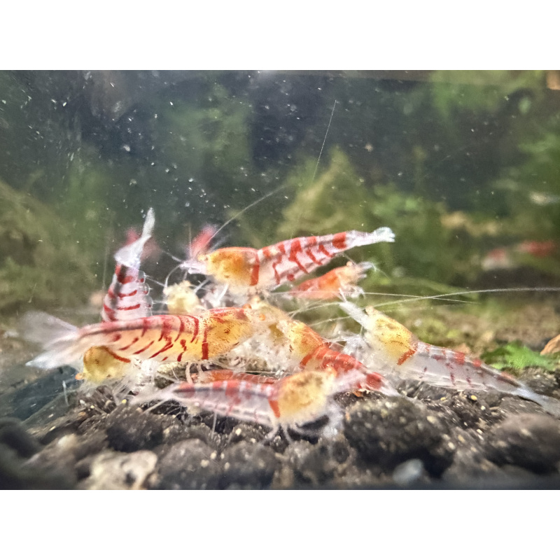 10+1 Red Tiger Orange Eye