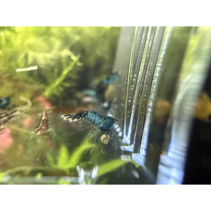 20 +4 free Mixed Neocardina Shrimp