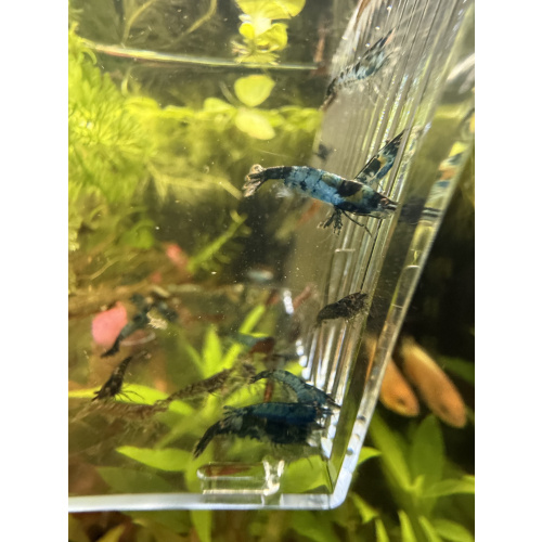 20 +4 free Mixed Neocardina Shrimp