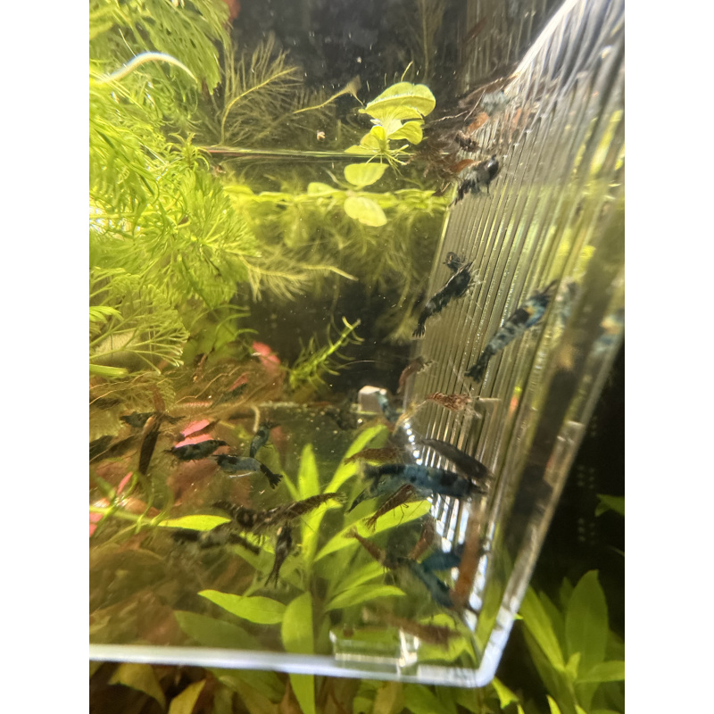 20 +4 free Mixed Neocardina Shrimp