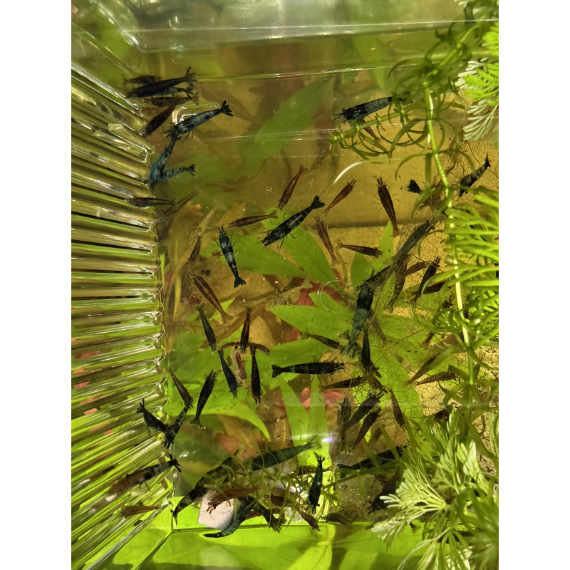 20 +4 free Mixed Neocardina Shrimp