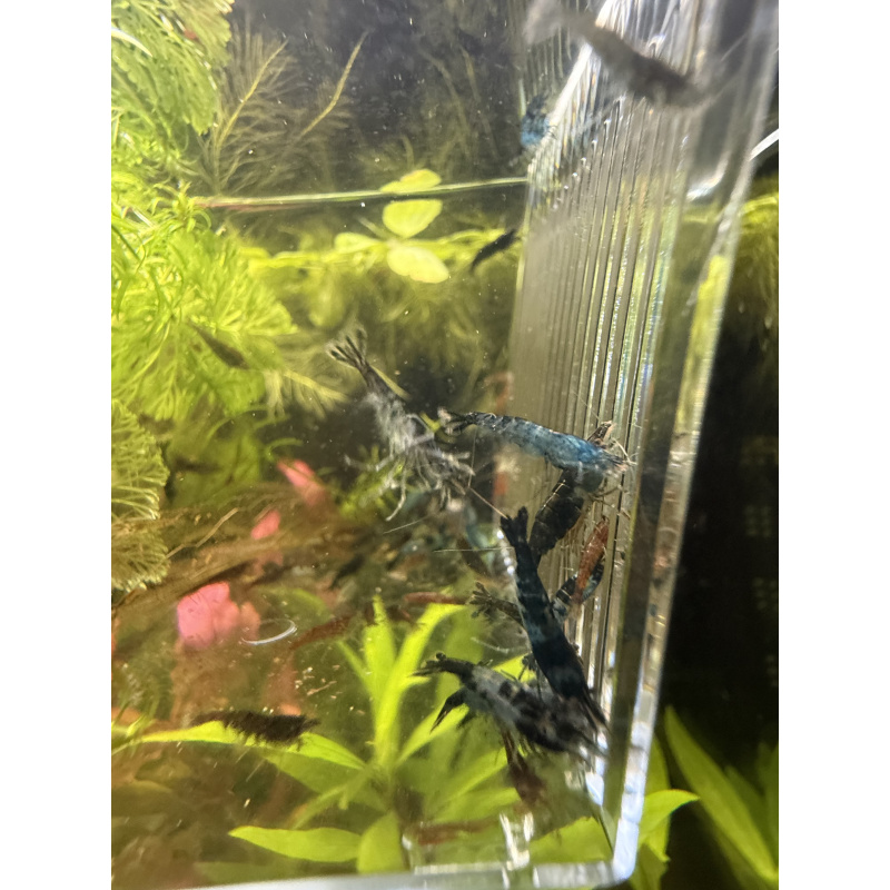 20 +4 free Mixed Neocardina Shrimp