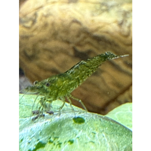 25 +5 free Jade Green Line – Mixed Grade 1-1.5cm