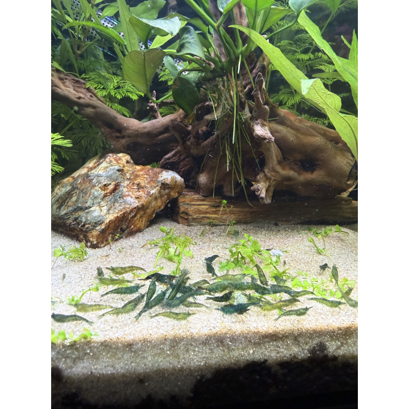 20 +5 free Jade Green Line – Mixed Grade 1-1.5cm