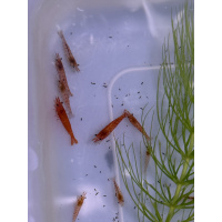 10 +2 free Red cherry shrimp low/medium grade