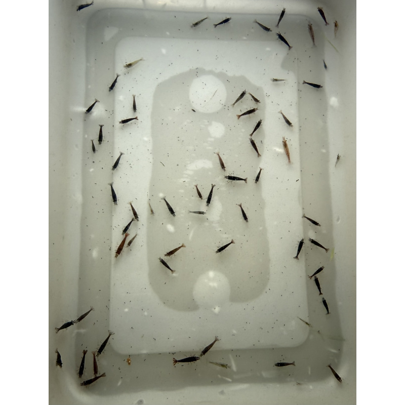 20 +4 free Mixed Neocardina Shrimp