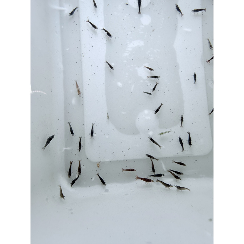 20 +4 free Mixed Neocardina Shrimp