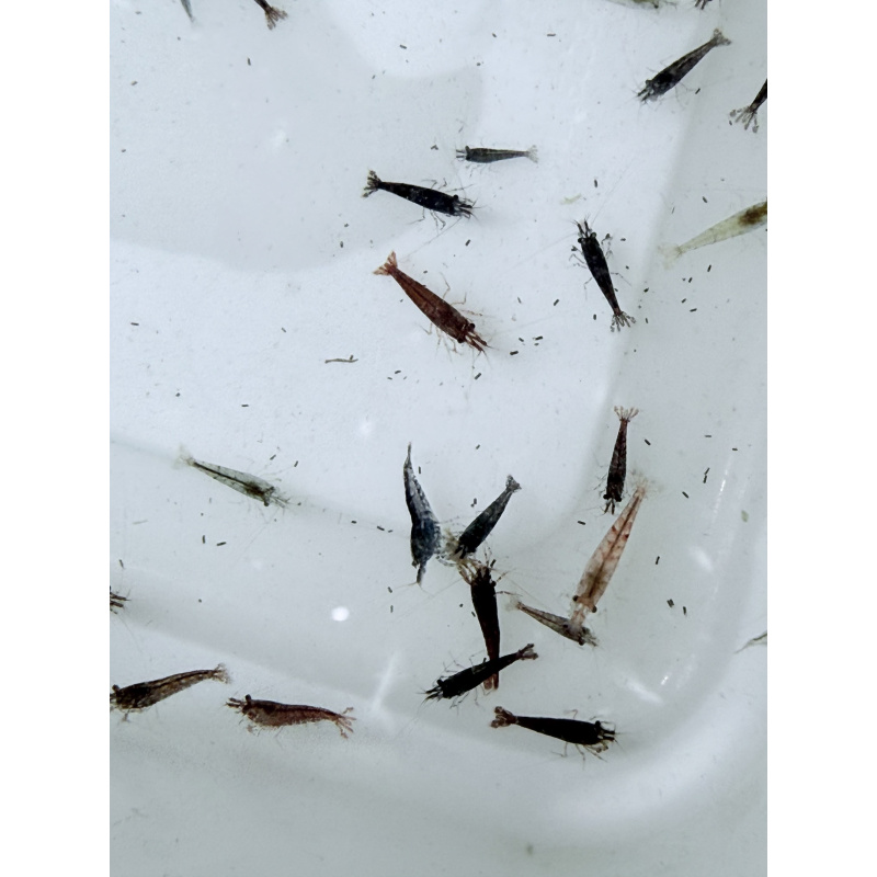 20 +4 free Mixed Neocardina Shrimp