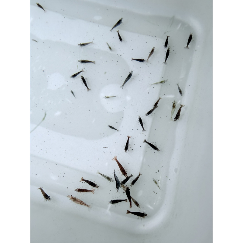 20 +4 free Mixed Neocardina Shrimp