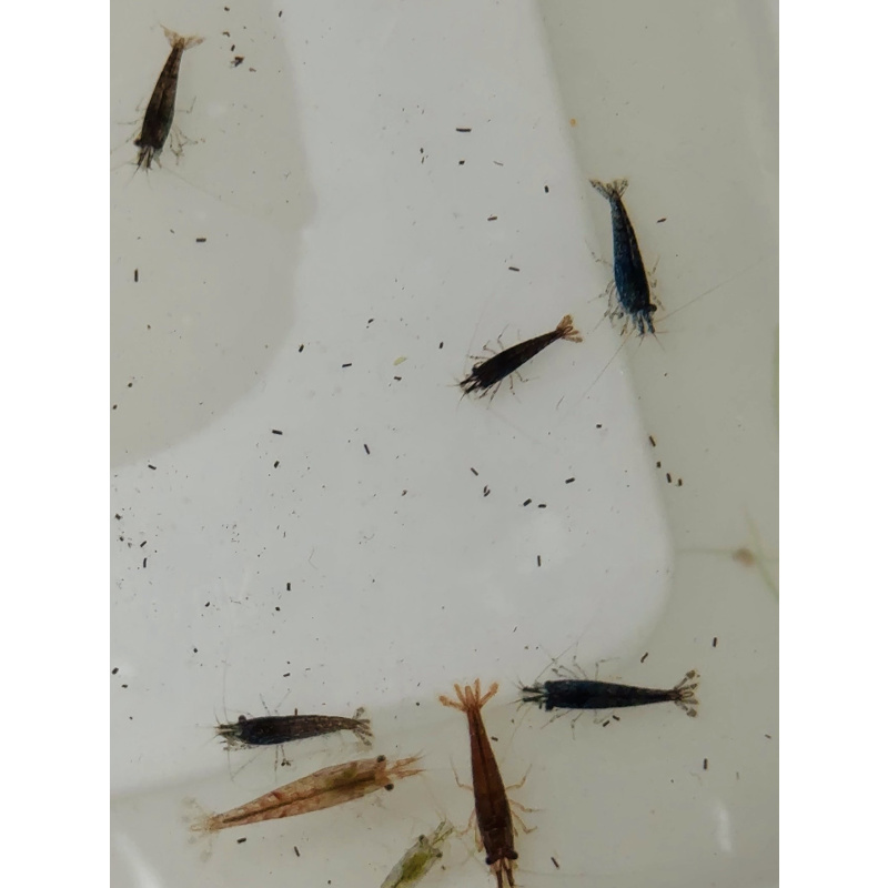 20 +4 free Mixed Neocardina Shrimp