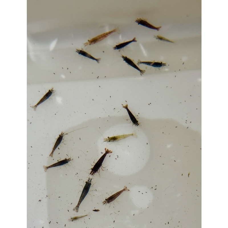 20 +4 free Mixed Neocardina Shrimp