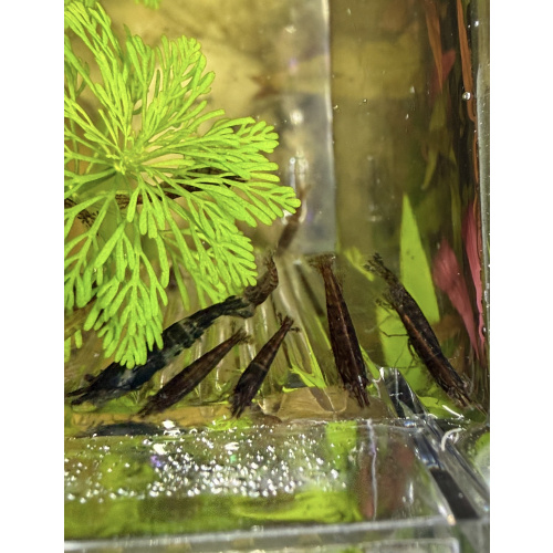 20 +4 free Mixed Neocardina Shrimp